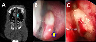 Sinus Microanatomy and Microbiota in a Rabbit Model of Rhinosinusitis